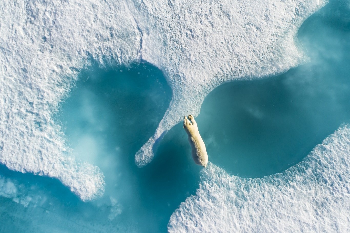 A photo shows a polar bear leaping the ice during summer around Baffin Island, in Canada, Nunavut, North America.


