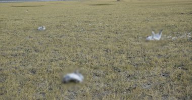 A view of carcasses of seagulls, in Kulu, Konya, central Turkey, July 18, 2022. (AA PHOTO)