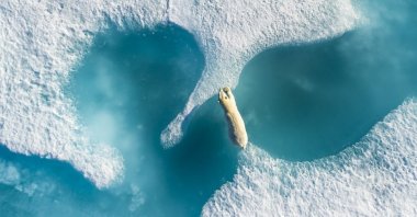 A photo shows a polar bear leaping the ice during summer around Baffin Island, in Canada, Nunavut, North America.

