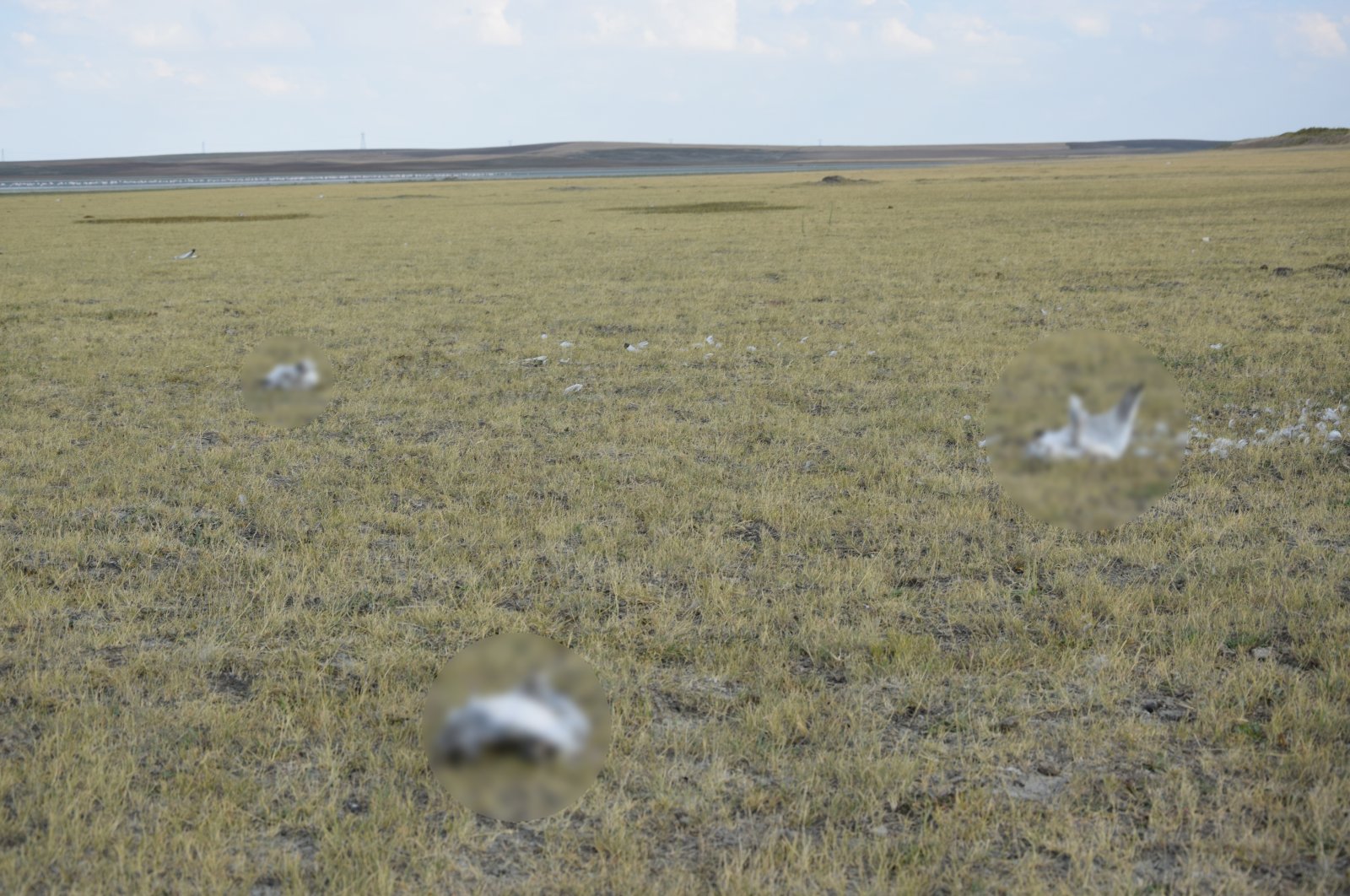 Kematian massal burung camar di danau Turki memicu penyelidikan