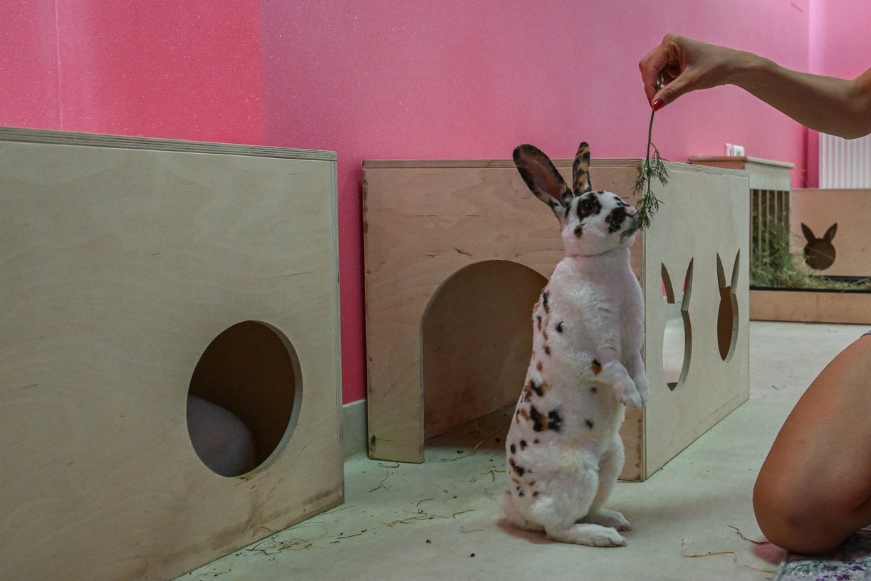 Europe's first 'Bunny Cafe' opens doors in Poland's Krakow | Daily Sabah