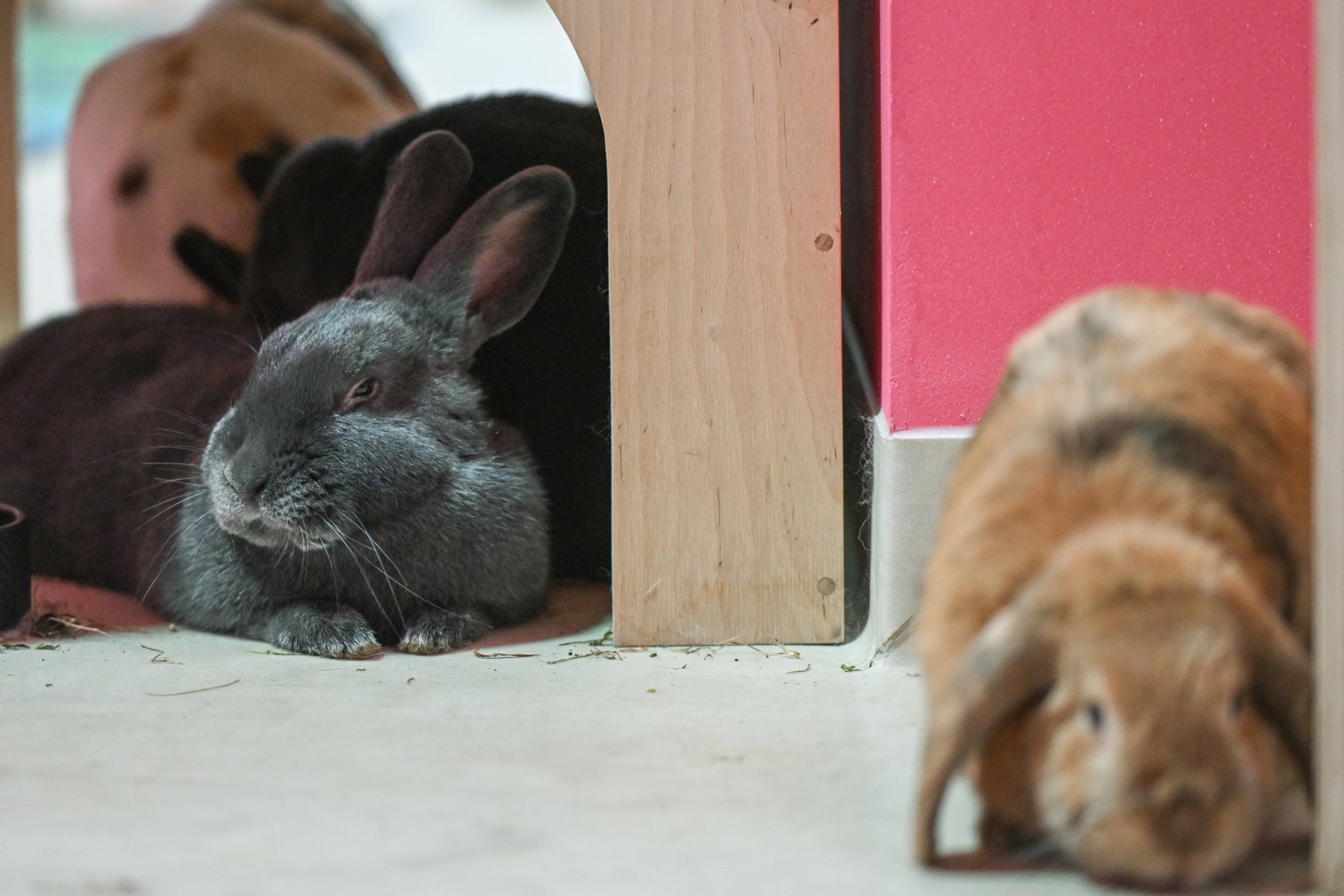 Europe's first 'Bunny Cafe' opens doors in Poland's Krakow | Daily Sabah