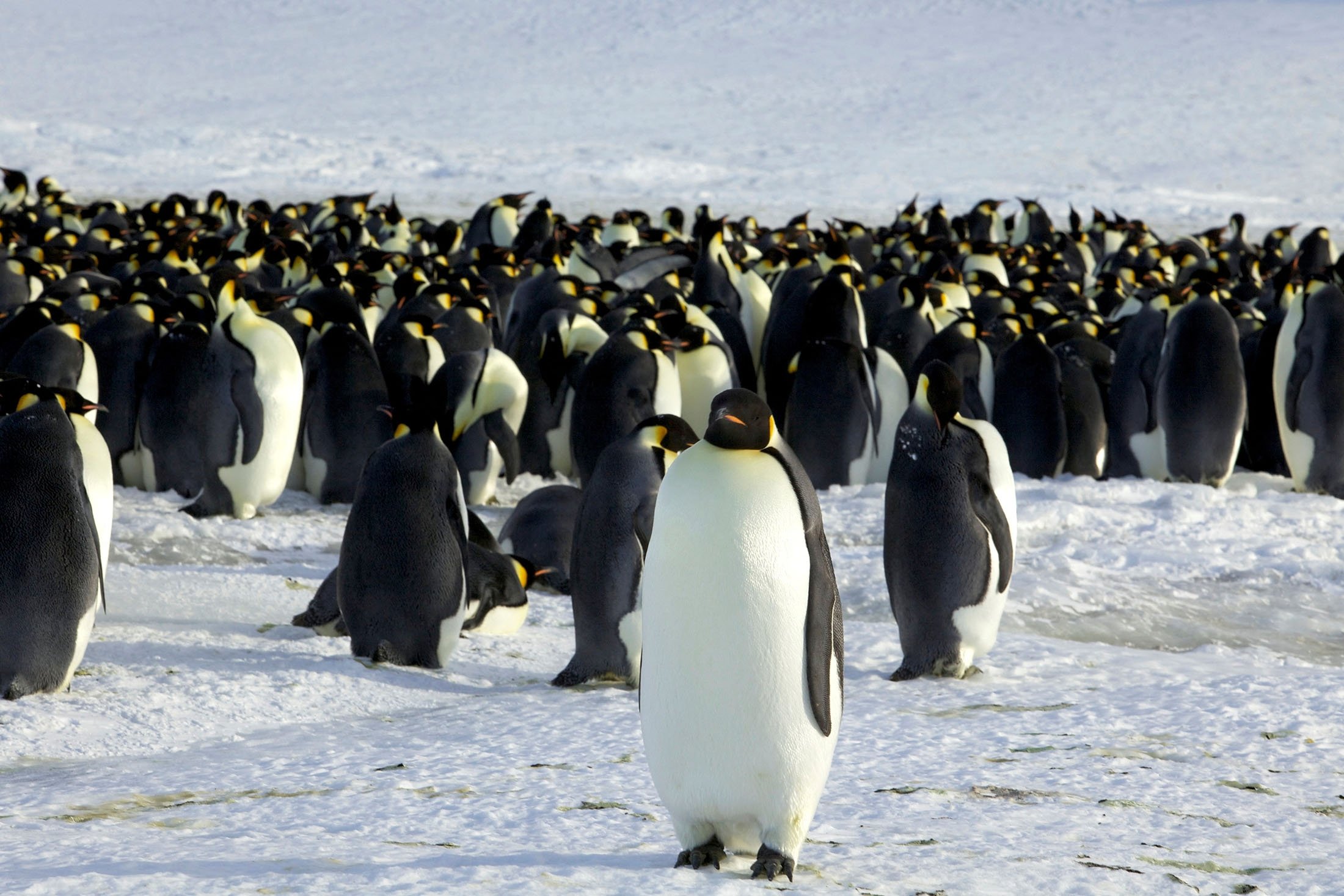 Emperor penguins are seen in Dumont d'Urville, Antarctica, April 10, 2012. (Reuters Photo)