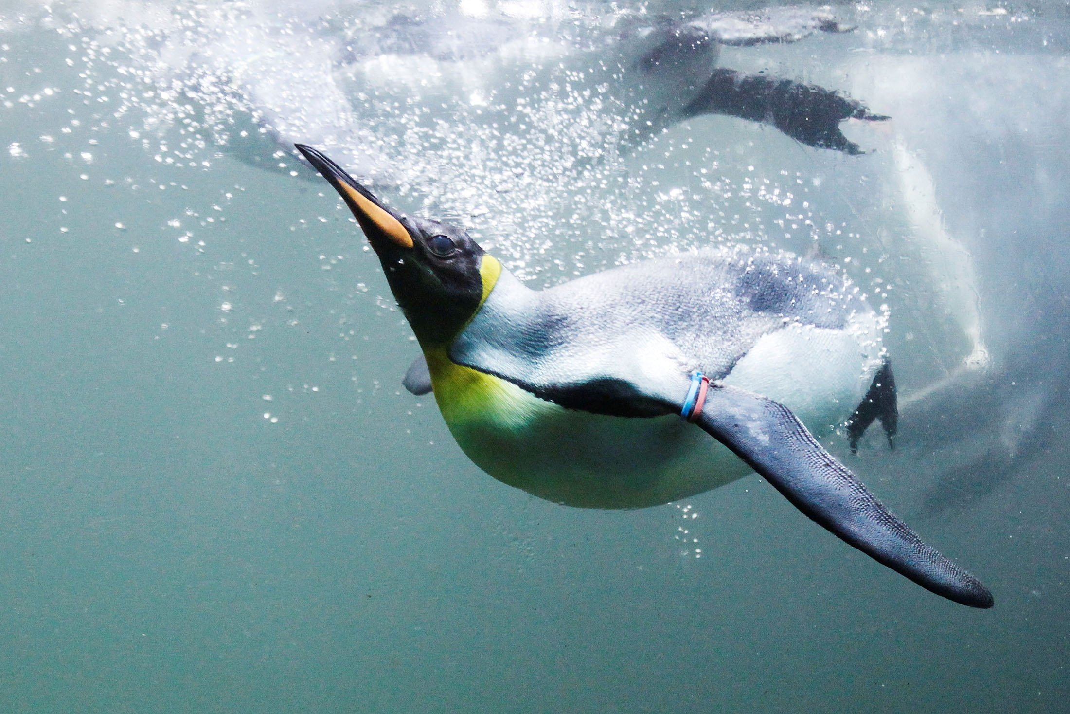 A king penguin swims in a pool at the zoo in Zurich, Switzerland, Aug. 15, 2012. (Reuters Photo)