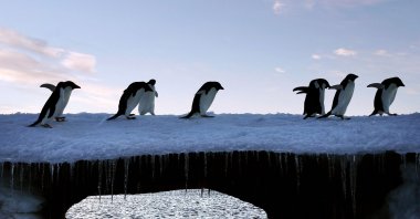 Adelie penguins are pictured at Cape Denison, Commonwealth Bay, in East Antarctica, Jan. 6, 2010. (Reuters Photo)
