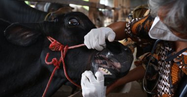 A veterinarian inspects cattle for foot-and-mouth disease in Bandar Lampung, Lampung province, Indonesia, June 16, 2022. (AFP Photo)