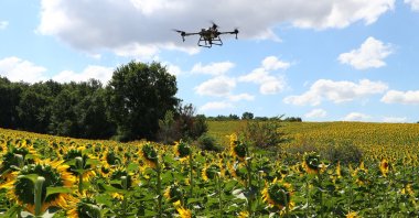 A drone carrying pesticide flies over a sunflower field, in Edirne, northwestern Turkey, July 20, 2022. (AA PHOTO)