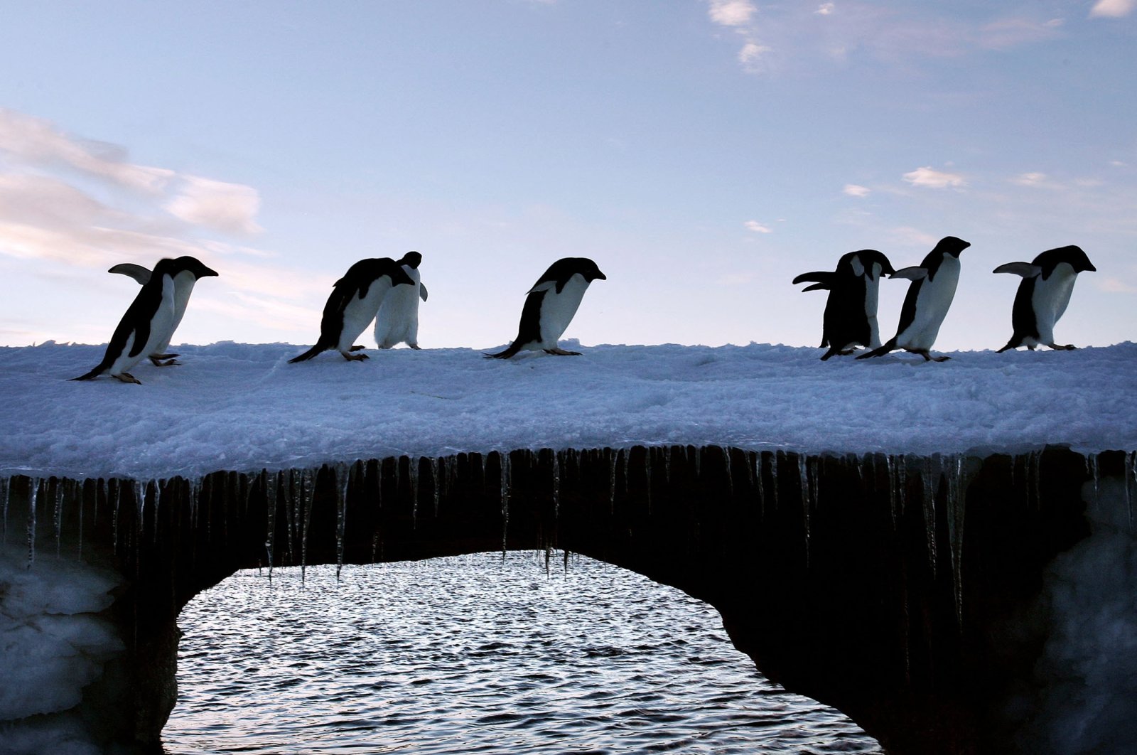 Adelie penguins are pictured at Cape Denison, Commonwealth Bay, in East Antarctica, Jan. 6, 2010. (Reuters Photo)