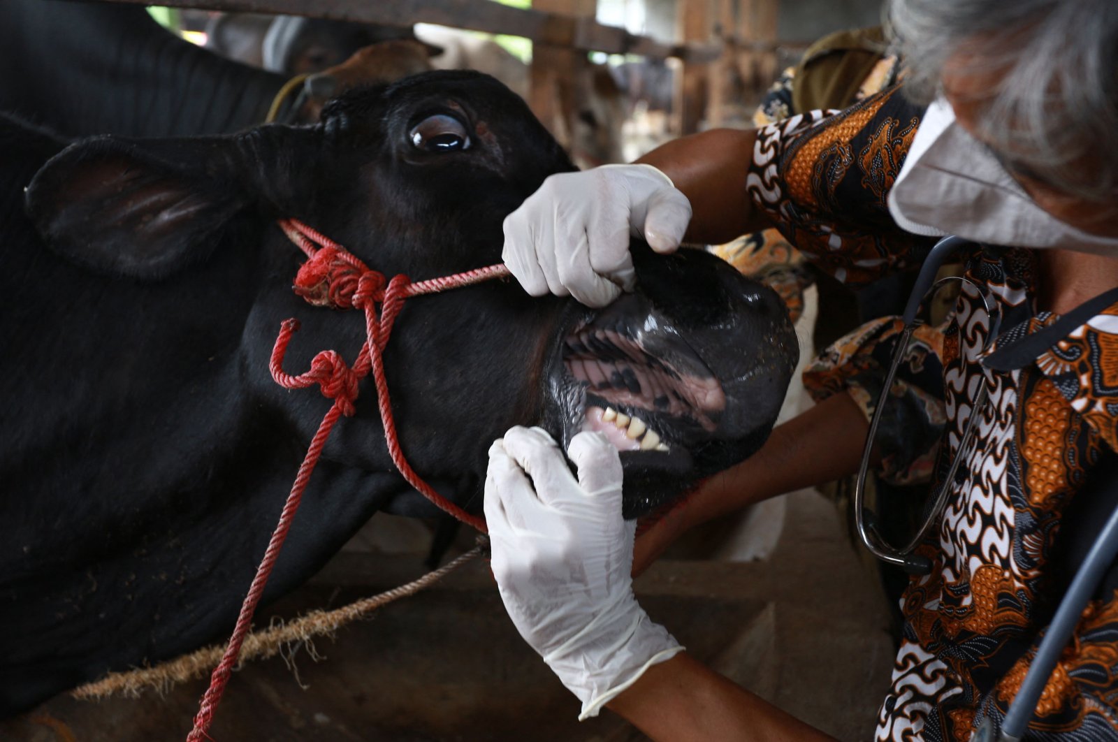 A veterinarian inspects cattle for foot-and-mouth disease in Bandar Lampung, Lampung province, Indonesia, June 16, 2022. (AFP Photo)