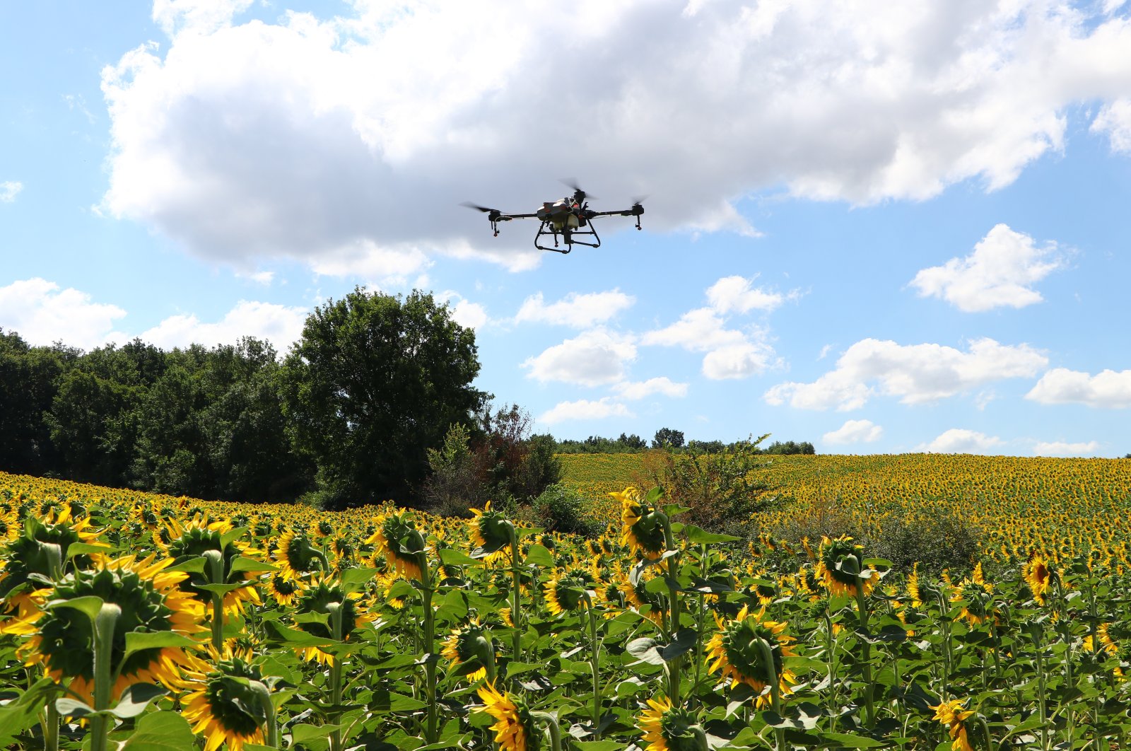 A drone carrying pesticide flies over a sunflower field, in Edirne, northwestern Turkey, July 20, 2022. (AA PHOTO)