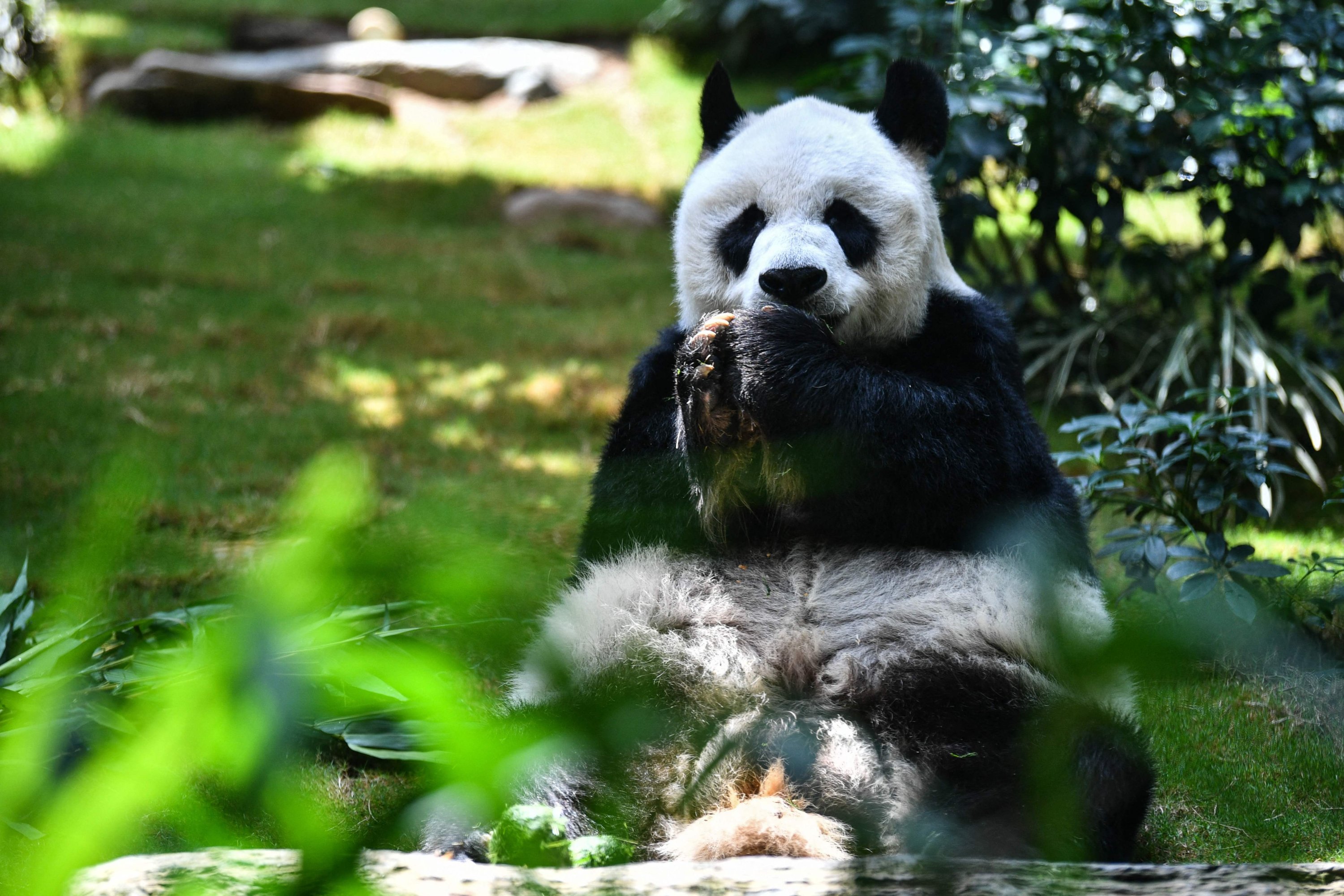 In this file photo taken on May 19, 2020, giant panda An An eats snacks in his enclosure at the currently closed local theme park Ocean Park in Hong Kong. (AFP Photo)