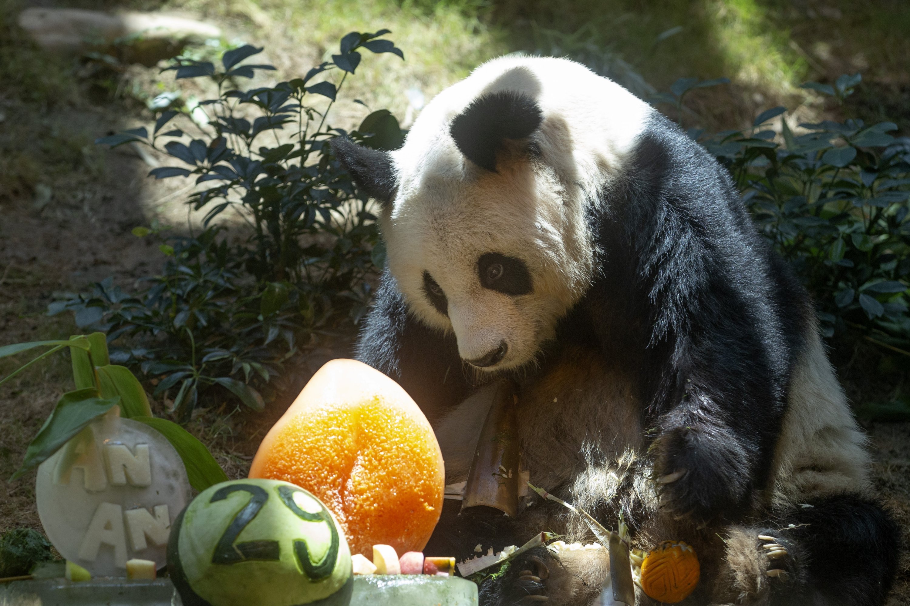 Chinese Giant panda An An celebrates his 29th birthday at Ocean Park in Hong Kong, July 28, 2015. (AP Photo)