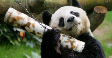 Male giant panda An An shakes a "puzzle feeder" at the Ocean Park in Hong Kong, March 9, 2006. (REUTERS File Photo)