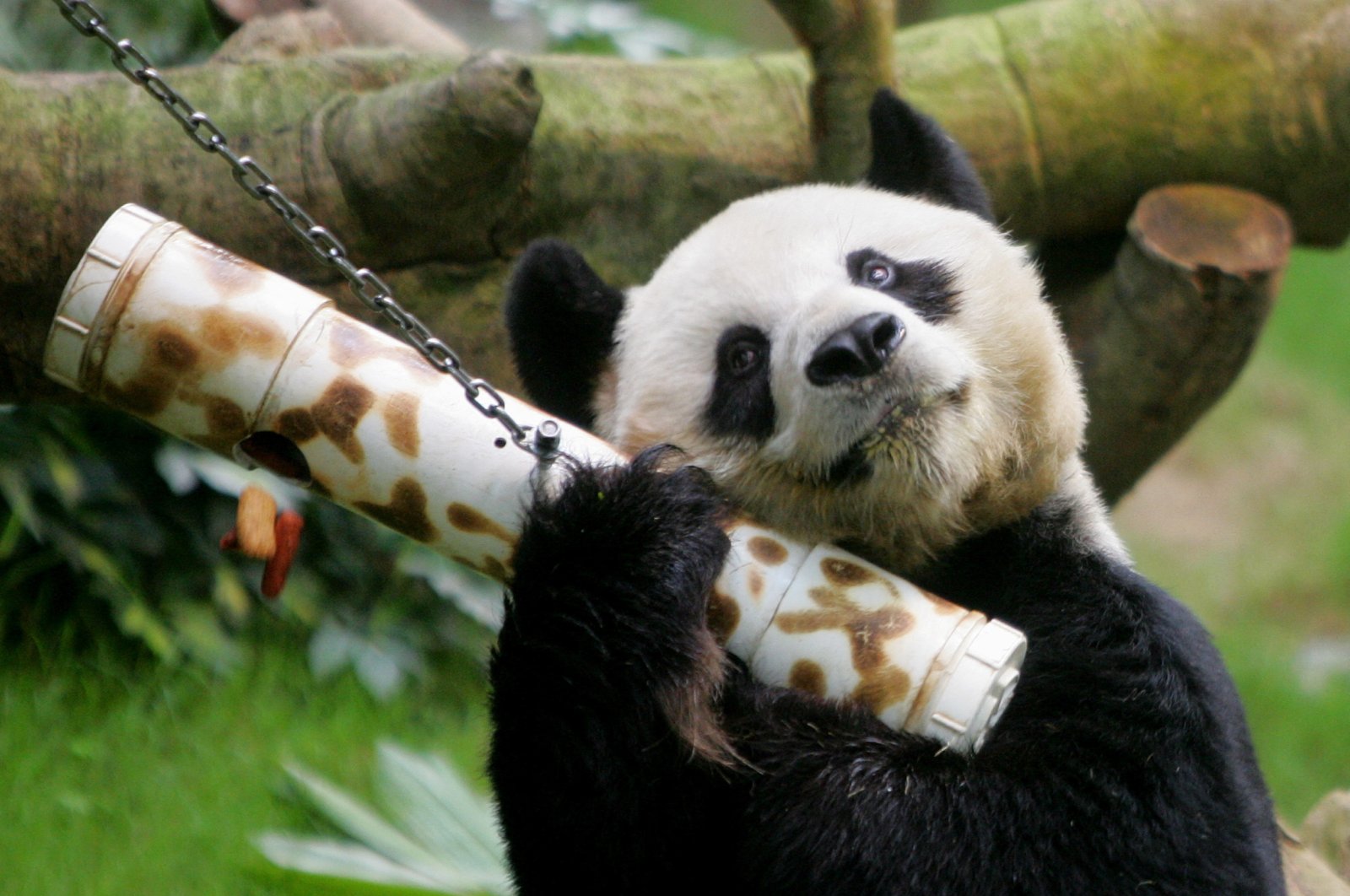 Male giant panda An An shakes a &quot;puzzle feeder&quot; at the Ocean Park in Hong Kong, March 9, 2006. (REUTERS File Photo)