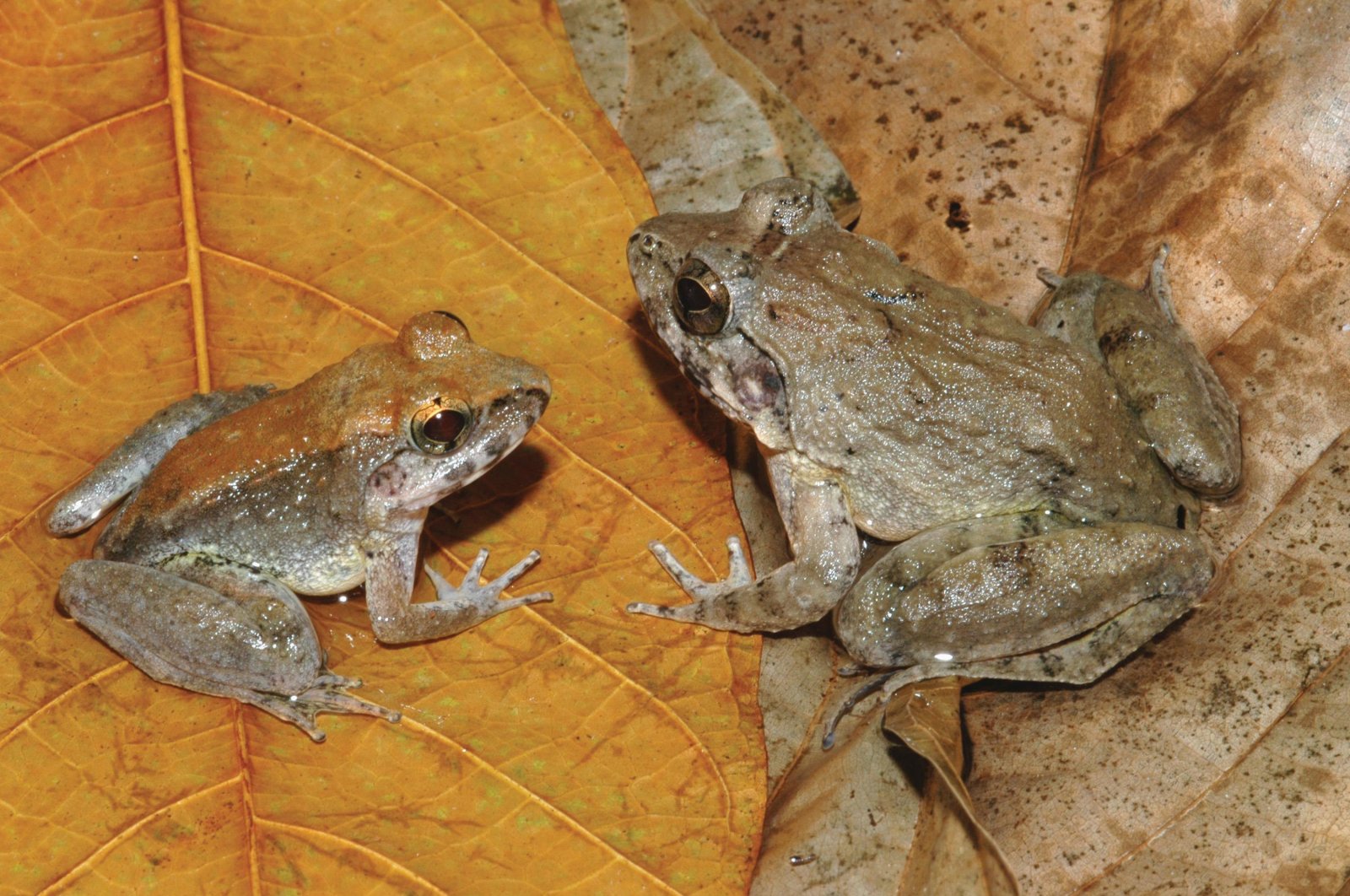 The newly described frog L. Larvaepartus, male (L) and female, are pictured from the island of Sulawesi in Indonesia. (Reuters Photo)