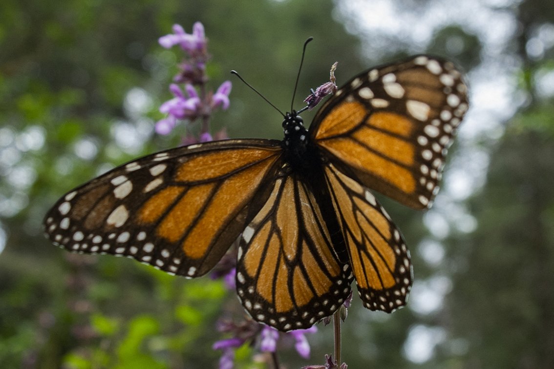 Monarch butterfly (Danaus plexippus) pictured at the Sanctuary of El Rosario, Ocampo municipality, Michoacan state, Mexico, Feb. 3, 2020. (AFP Photo)