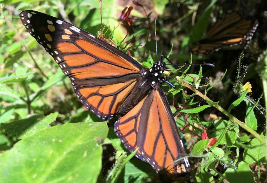 Monarch butterfly may be added to endangered species list