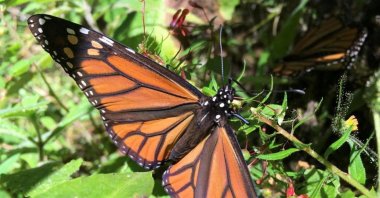 A monarch butterfly sits on a branch of a tree at El Rosario sanctuary, in El Rosario, in Michoacan state, Mexico Dec. 4, 2021. (Reuters Photo)