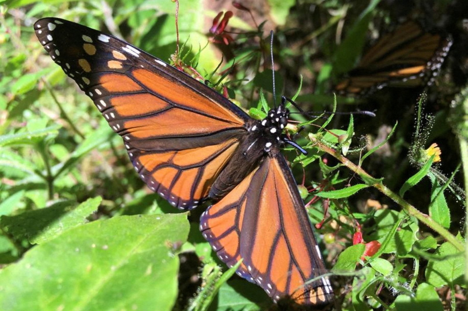 Para ilmuwan daftar kupu-kupu raja yang bermigrasi sebagai terancam punah