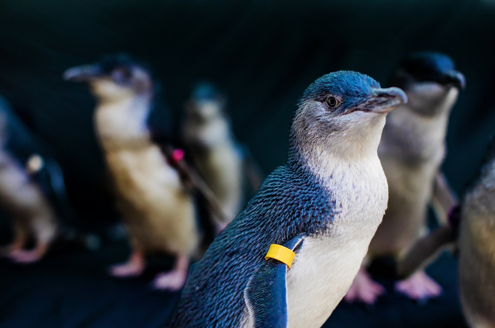 Holidaymakers in California can see a new &quot;Beyster Family Little Blue Penguins&quot; exhibition featuring the world&#039;s smallest penguins at the Birch Aquarium at Scripps in San Diego, U.S., April 12, 2022. (DPA Photo)