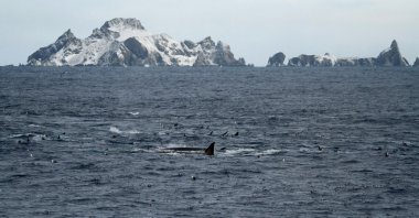 Fin whales feeding on the northern coast of Elephant Island, Antarctica, April 25, 2018. (Handout by Sacha Viquerat via AFP)