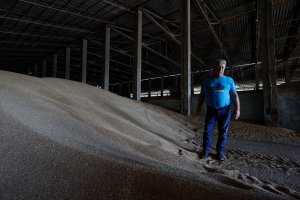 Ukrainian farmer Oleksandr Chubuk shows wheat grain inside a storage facility, as Russia's attack on Ukraine continues, in the village of Zhurivka, Ukraine, July 23, 2022. (REUTERS PHOTO)