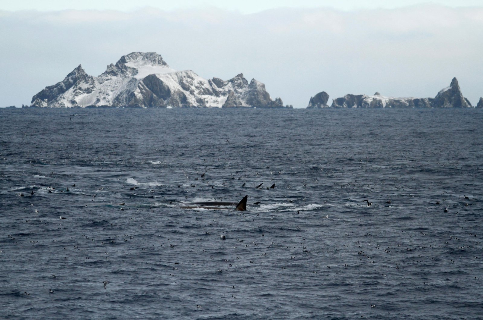 Fin whales feeding on the northern coast of Elephant Island, Antarctica, April 25, 2018. (Handout by Sacha Viquerat via AFP)
