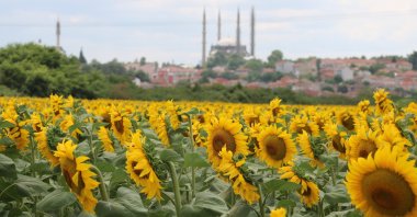A sunflower field is seen in the northwestern region of Thrace (Trakya) Turkey, July 20, 2022. (IHA Photo)