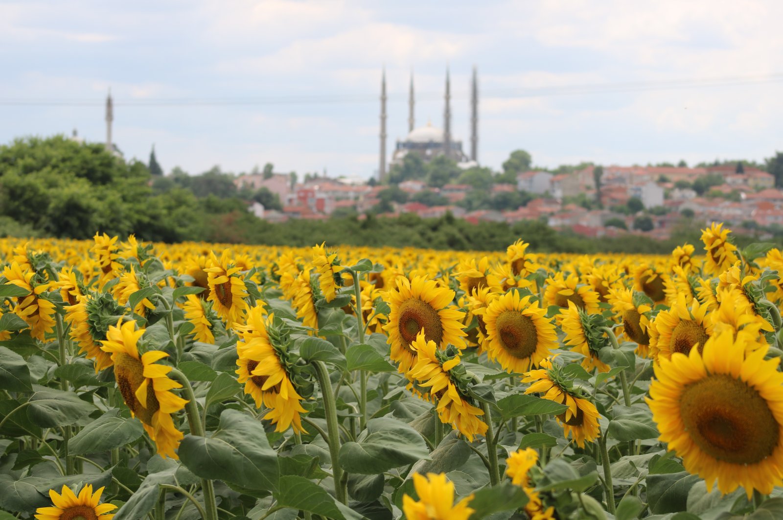Petani di Edirne dalam siaga tinggi meskipun invasi ngengat terkendali
