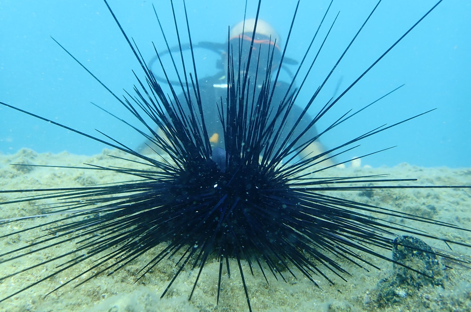 Divers collect sea urchins off the coast of Silifke, Mersin, Turkey, July 24, 2022. (AA Photo)