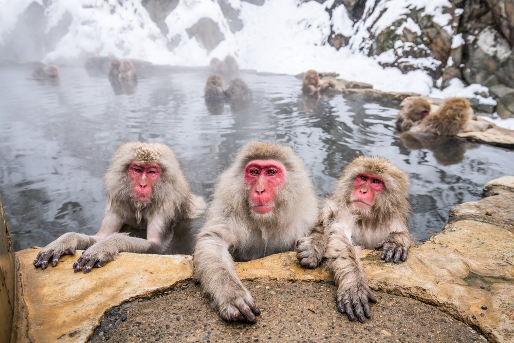 A group of Japanese macaques take a bath in a hot spring. (ShutterStock Photo)