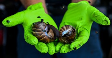 A local resident of Pasco County, Jay Pasqua, holds dead giant African snails he found in his backyard in New Port Richey, Florida, U.S., July 21, 2022. (AFP Photo)