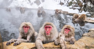 A group of Japanese macaques take a bath in a hot spring. (ShutterStock Photo)