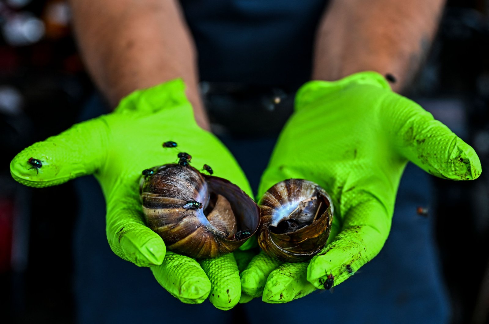 A local resident of Pasco County, Jay Pasqua, holds dead giant African snails he found in his backyard in New Port Richey, Florida, U.S., July 21, 2022. (AFP Photo)