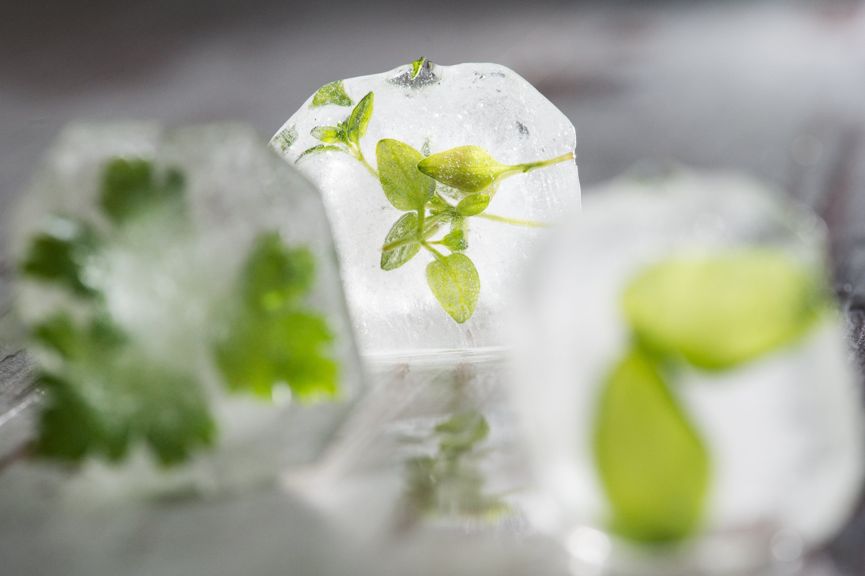 Thyme yang dibekukan dalam es batu dapat membumbui air Anda.  (DPA)