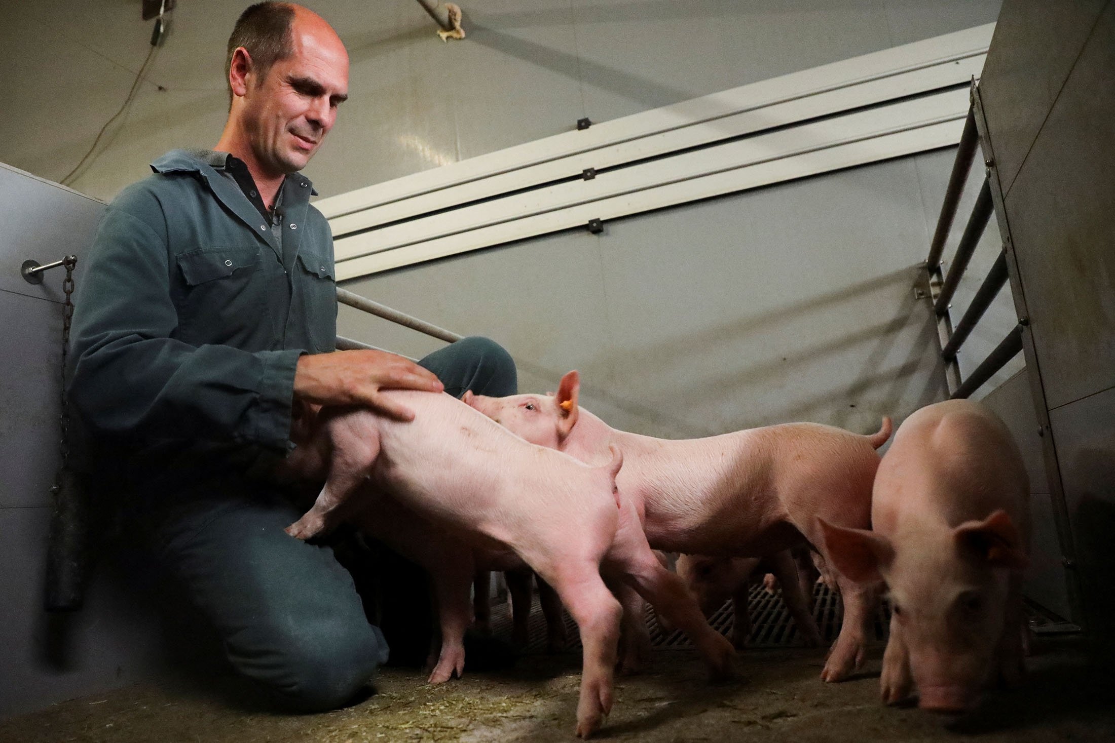 Belgian pig farmer Piet Paesmans handles his pigs in Nieuwerkerken, Limburg, Belgium, July 14, 2022. (Reuters Photo)