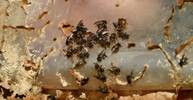 A close-up of a hive of native Brazilian bees at the Abelha Nativa Institute in Brasilia, Brazil, July 10, 2022. (AFP Photo)