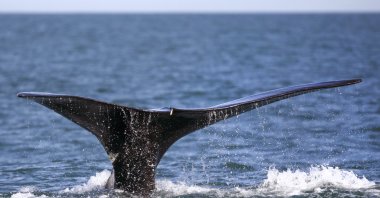 A North Atlantic right whale appears at the surface, off the coast of Plymouth, Massachusetts, U.S., March 28, 2018. (AP Photo)