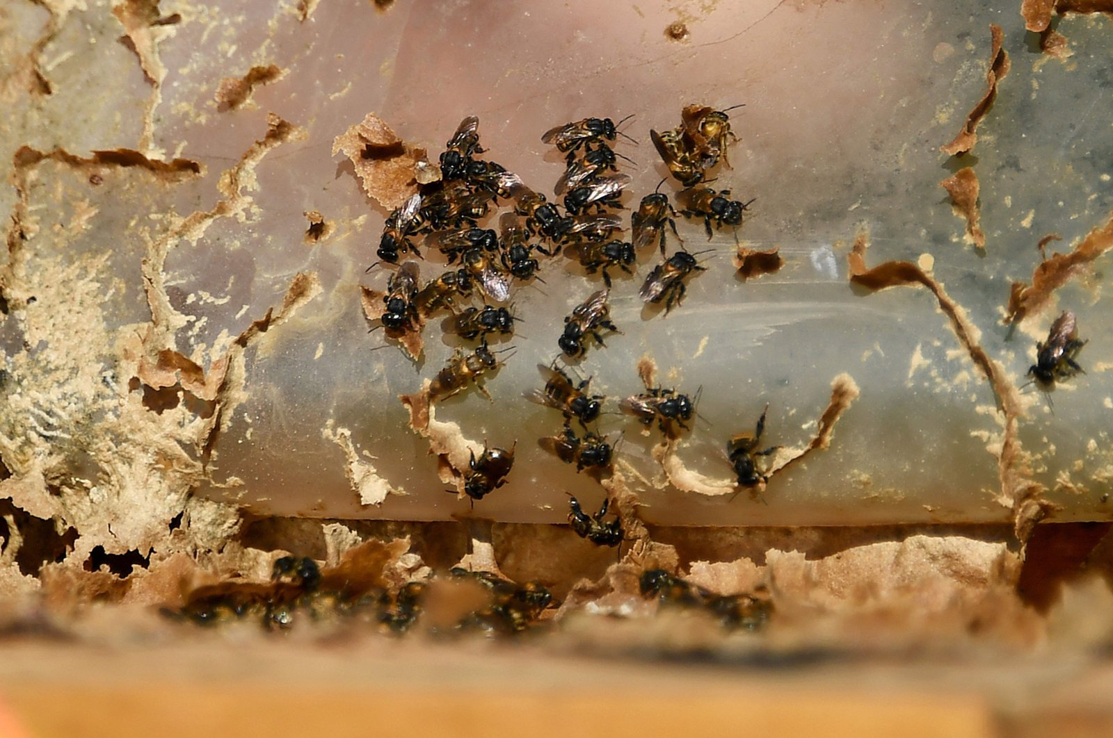 Peternak lebah di Brasil mengembangkan potensi lebah asli