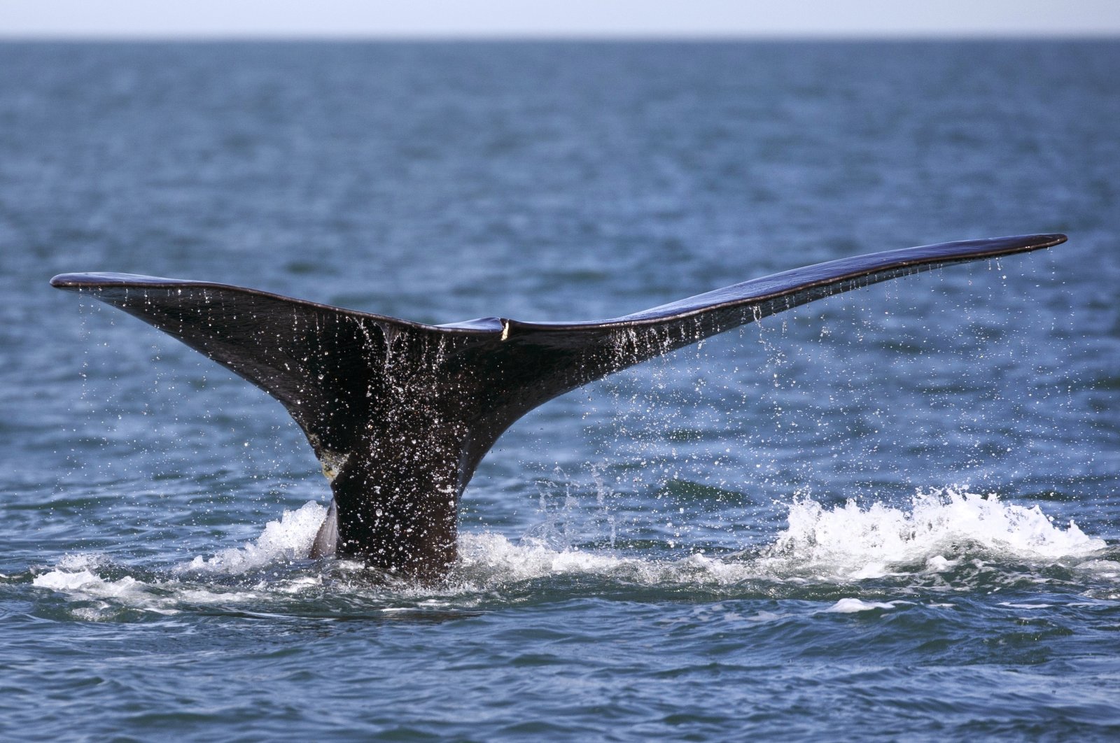 A North Atlantic right whale appears at the surface, off the coast of Plymouth, Massachusetts, U.S., March 28, 2018. (AP Photo)