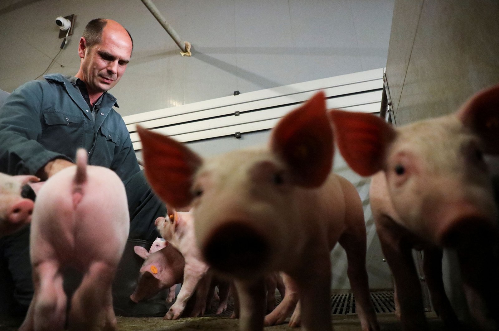 Belgian pig farmer Piet Paesmans looks at his pigs in Nieuwerkerken, Limburg, Belgium, July 14, 2022. (Reuters Photo)