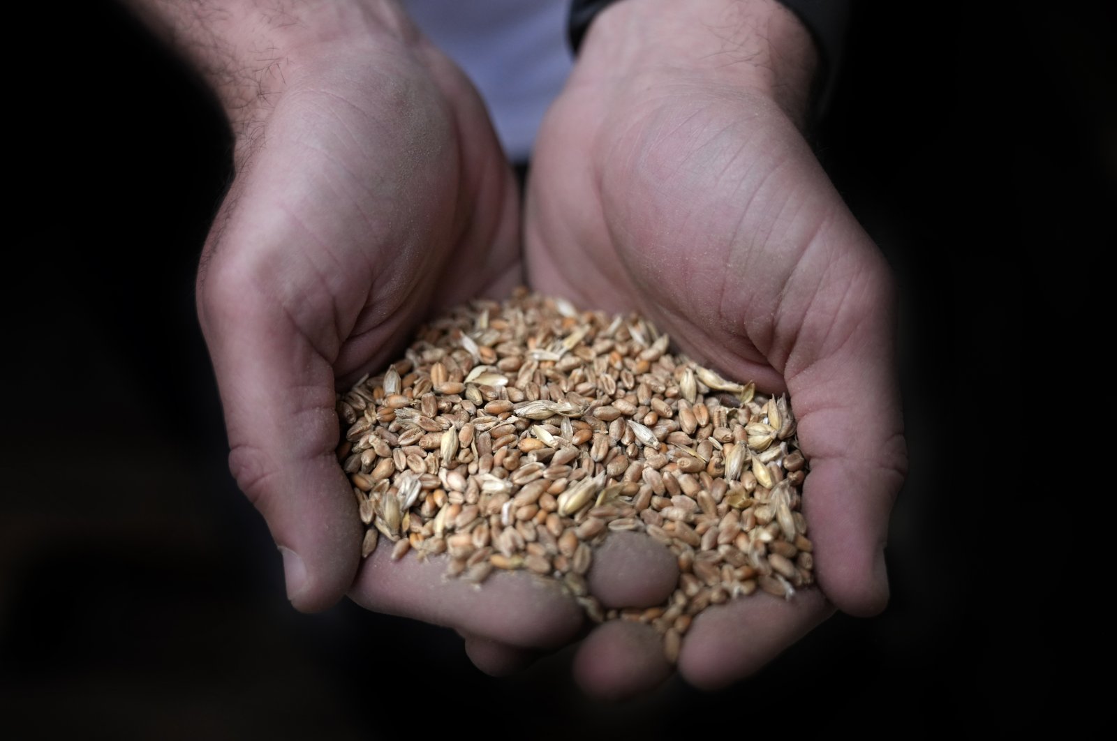 A worker holds a handful of wheat at the Modern Mills of Lebanon, in Beirut, Lebanon, April 12, 2022. (AP Photo)