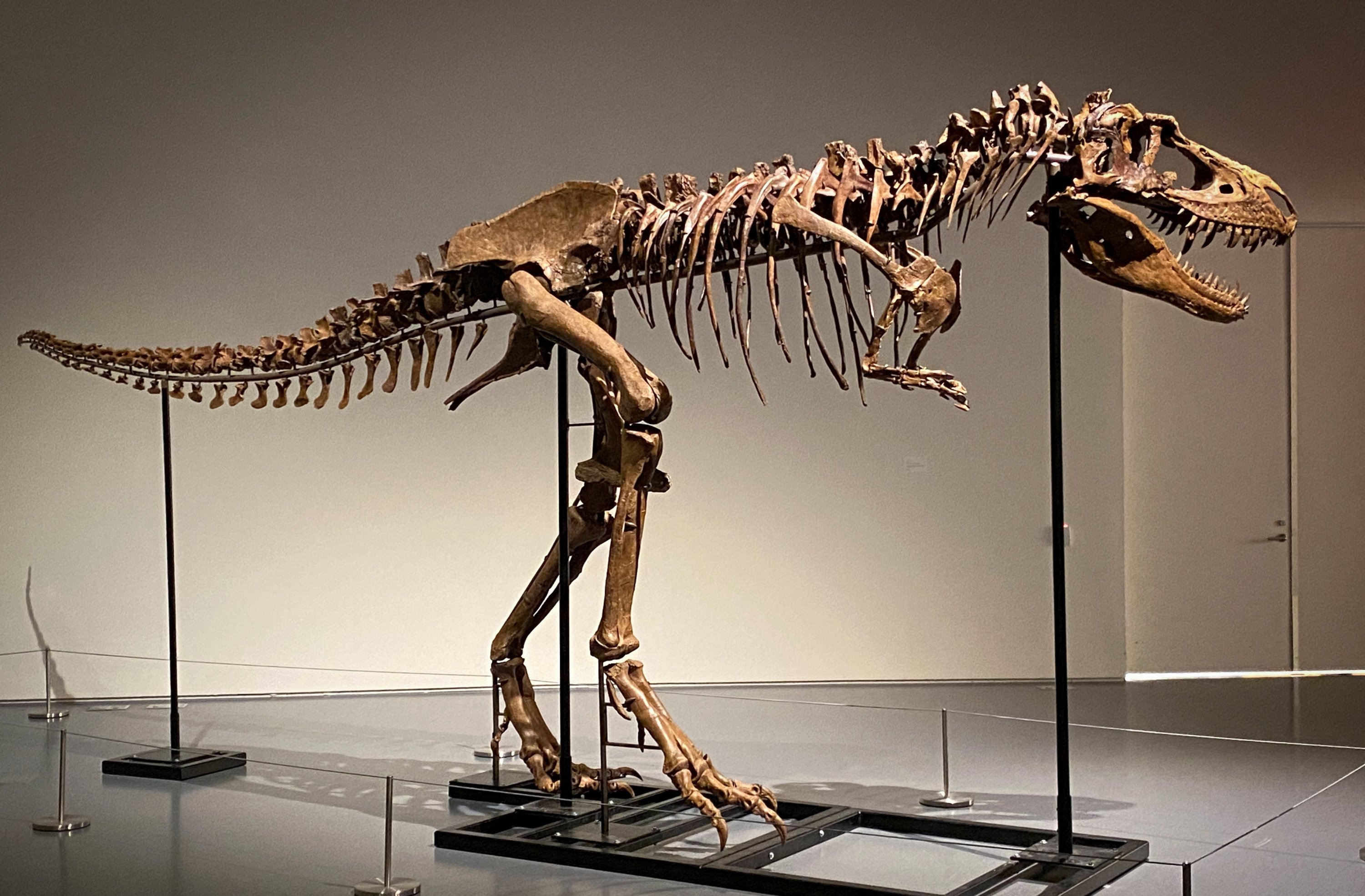 A recently discovered skeleton of a Gorgosaurus dinosaur goes on display ahead of the auction by Sotheby's in New York City, U.S., July 5, 2022. (REUTERS Photo)