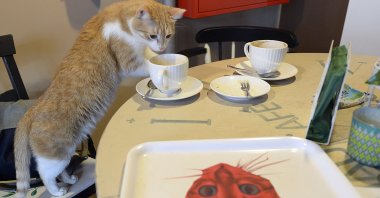 One of seven cats that keep the company of the visitors at a new "Miau Cafe" finishes a cake in Warsaw, Poland, Jan. 13, 2018. (AP Photo)