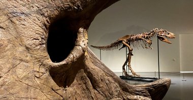 A recently discovered skeleton of a Gorgosaurus dinosaur goes on display ahead of the auction by Sotheby's in New York City, U.S., July 5, 2022. (REUTERS Photo)