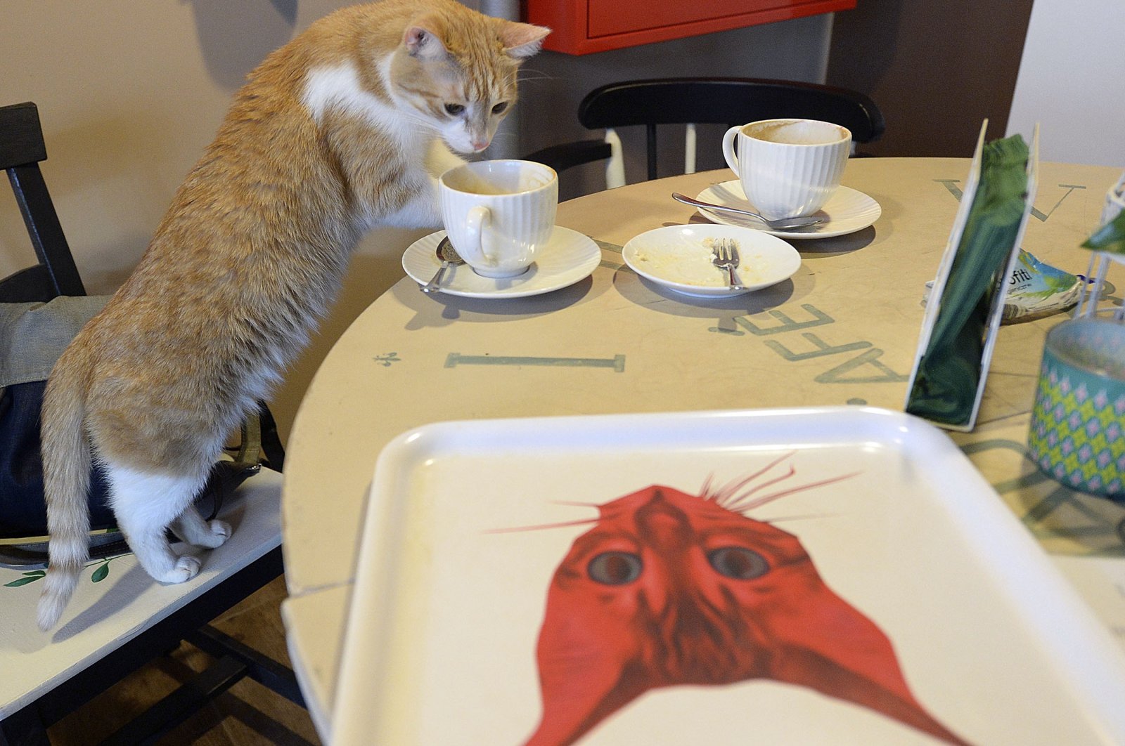 One of seven cats that keep the company of the visitors at a new &quot;Miau Cafe&quot; finishes a cake in Warsaw, Poland, Jan. 13, 2018. (AP Photo)