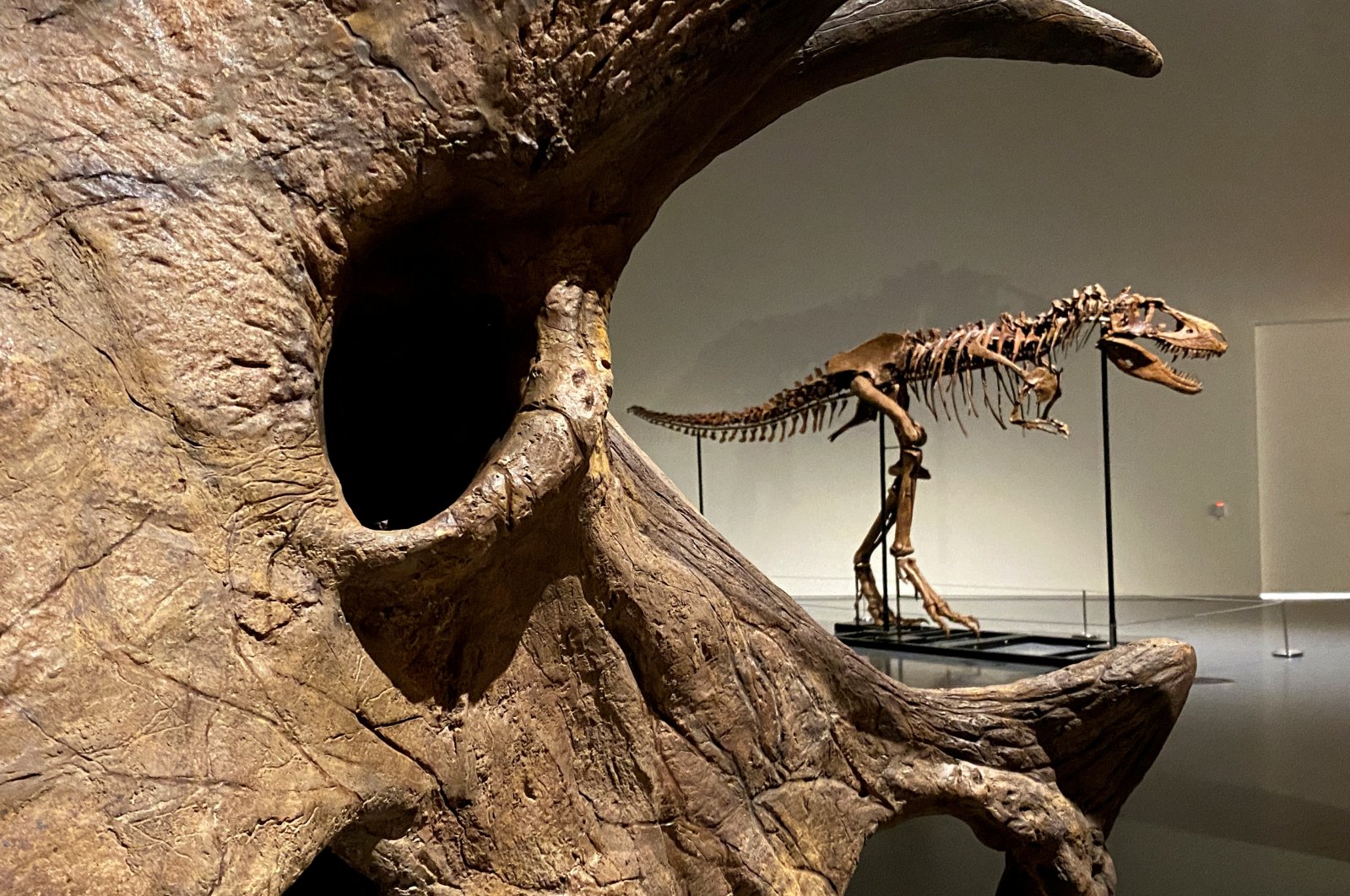 Gorgosaurus berusia 77 juta tahun dijual seharga ,1 juta di lelang New York