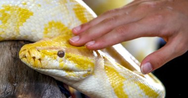 A visitor pets a Burmese Python at the Queen Saovabha Memorial Institute and Snake Farm in Bangkok, Thailand, July  27, 2022. (EPA Photo)