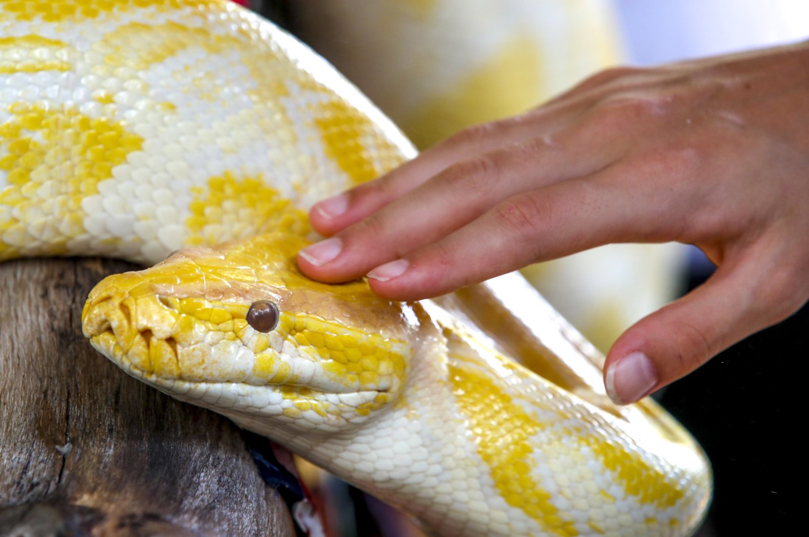 A visitor pets a Burmese Python at the Queen Saovabha Memorial Institute and Snake Farm in Bangkok, Thailand, July  27, 2022. (EPA Photo)