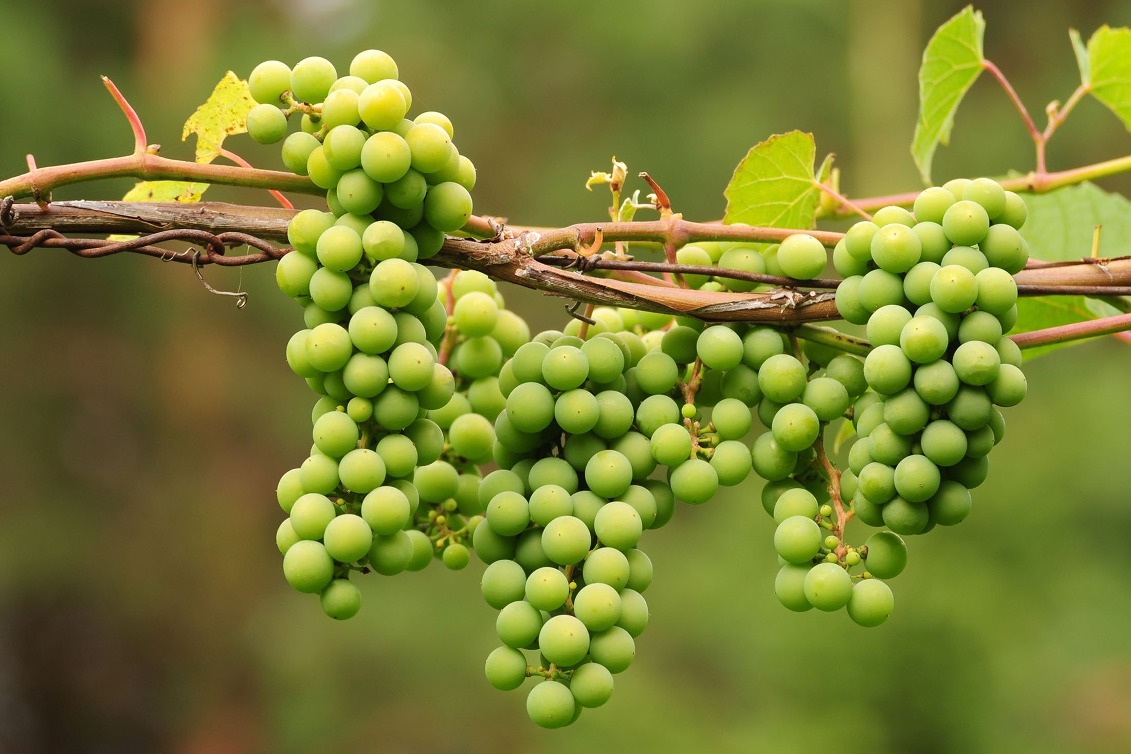 Koruk, or unripe grapes with a sour and tart taste, will help remove harmful toxins that have accumulated in the body.  (Shutterstock photo)